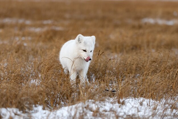 Polarfuchs im Winter in der sibirischen Tundra