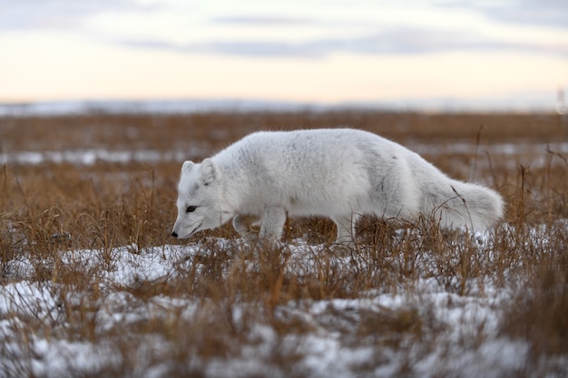 Polarfuchs im Winter in der sibirischen Tundra