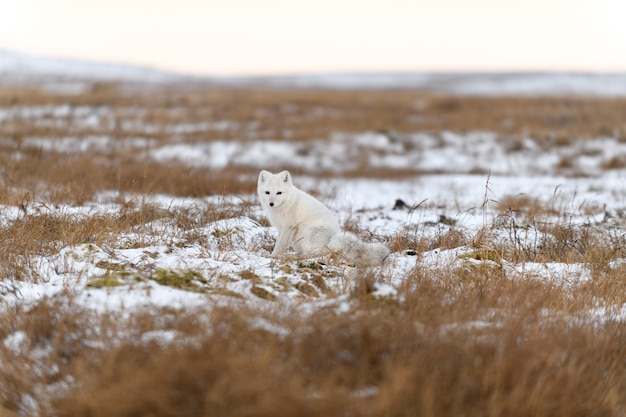 Polarfuchs im Winter in der sibirischen Tundra