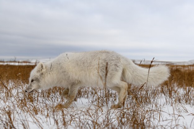 Polarfuchs im Winter in der sibirischen Tundra