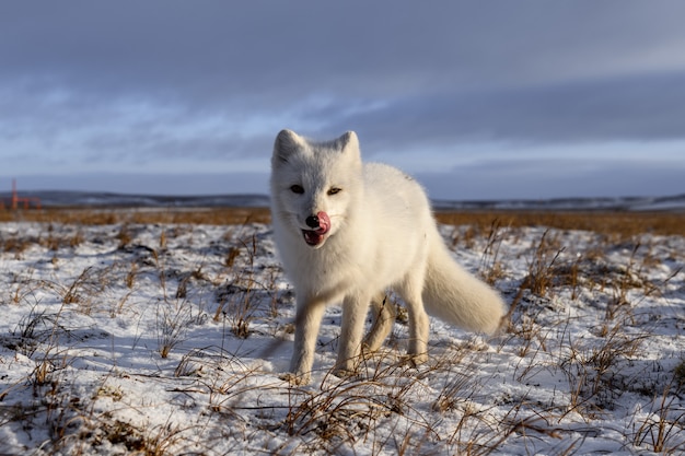 Polarfuchs im Winter in der sibirischen Tundra