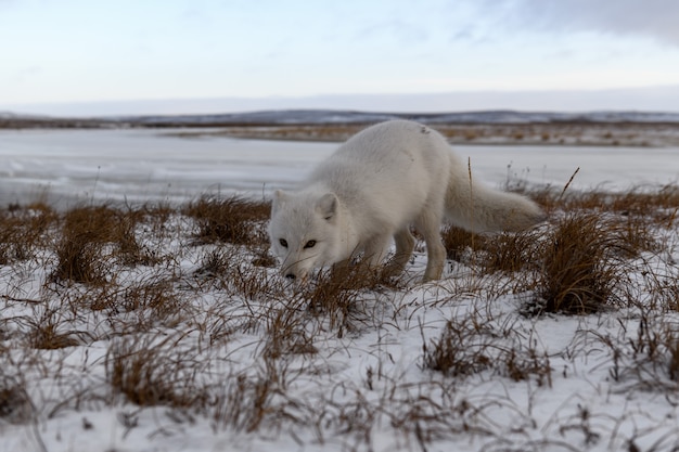 Polarfuchs im Winter in der sibirischen Tundra