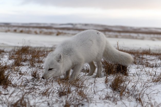 Polarfuchs im Winter in der sibirischen Tundra