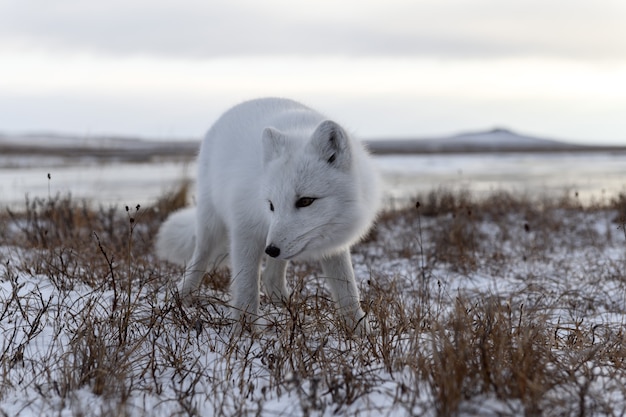 Polarfuchs im Winter in der sibirischen Tundra