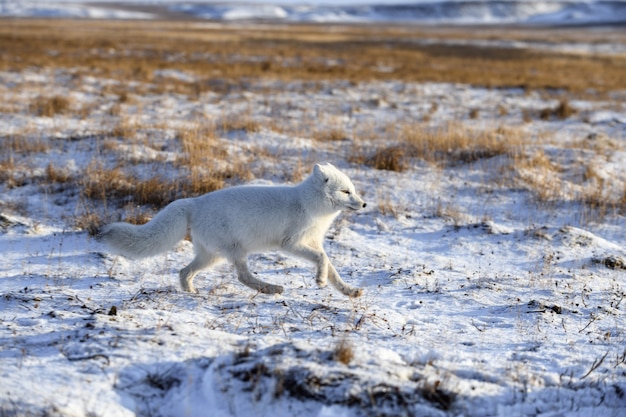 Polarfuchs im Winter in der sibirischen Tundra