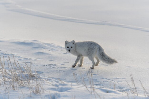 Polarfuchs im Winter in der sibirischen Tundra.