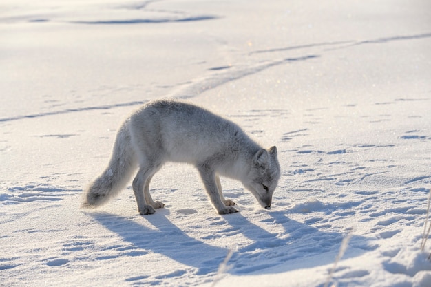 Polarfuchs im Winter in der sibirischen Tundra.