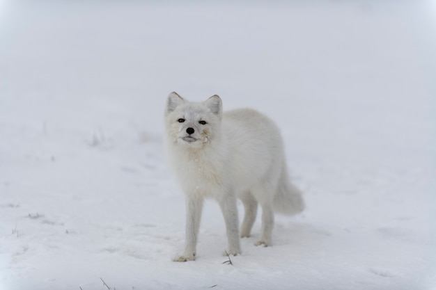 Polarfuchs im Winter in der sibirischen Tundra