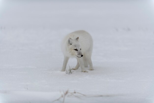 Polarfuchs im Winter in der sibirischen Tundra