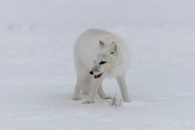 Polarfuchs im Winter in der sibirischen Tundra