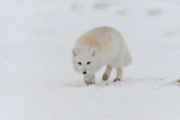 Polarfuchs im Winter in der sibirischen Tundra