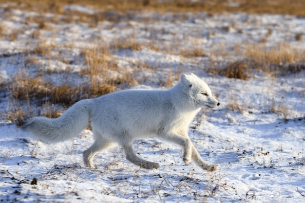 Polarfuchs im Winter in der sibirischen Tundra