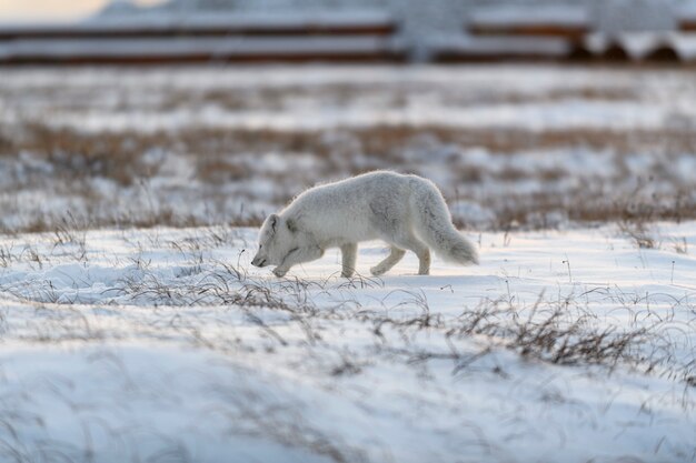 Polarfuchs im Winter in der sibirischen Tundra.