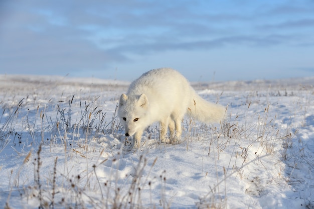 Polarfuchs im Winter in der sibirischen Tundra