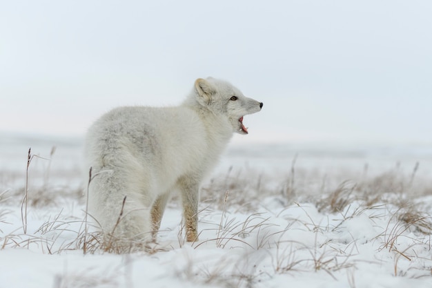 Polarfuchs im Winter in der sibirischen Tundra