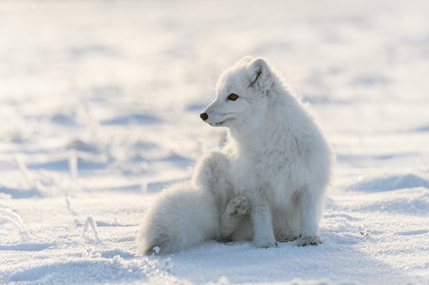 Polarfuchs im Winter in der sibirischen Tundra