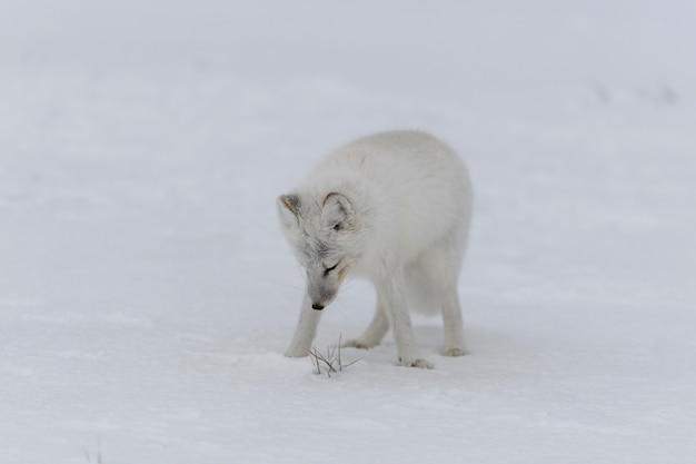 Foto polarfuchs im winter in der sibirischen tundra