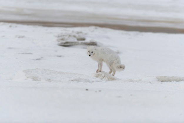 Polarfuchs im Winter in der sibirischen Tundra