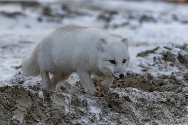 Polarfuchs in der Winterzeit in der sibirischen Tundra bei Sonnenuntergang.