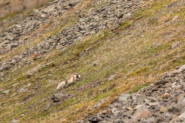 Polarfuchs läuft mit einem kleinen Auk im Maul, Spitzbergen