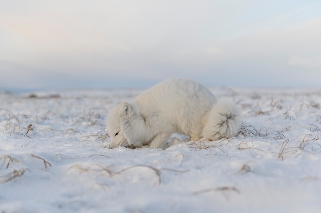 Polarfuchs (Vulpes Lagopus) im Winter in der sibirischen Tundra mit industriellem Hintergrund.