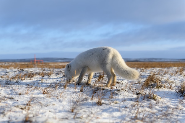 Foto polarfuchs (vulpes lagopus) im winter in der sibirischen tundra