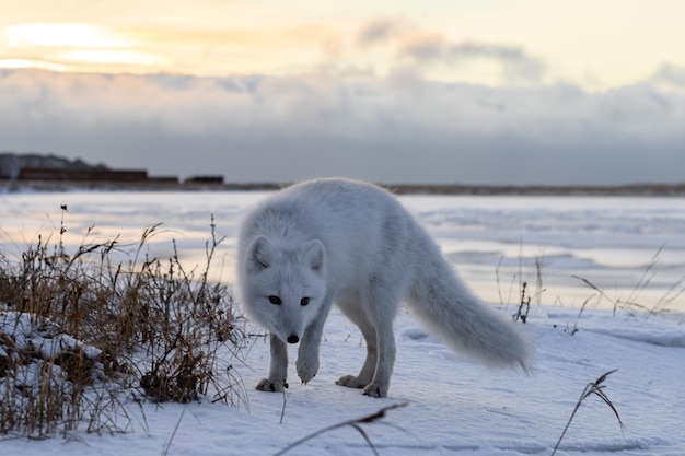 Polarfuchs Vulpes Lagopus im Winter in der sibirischen Tundra