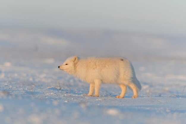 Polarfuchs (Vulpes Lagopus) in der wilden Tundra bei Sonnenuntergang. Goldene Stunde.