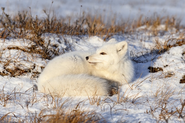 Polarfuchs (Vulpes Lagopus) in der wilden Tundra. Polarfuchs liegend. Schlafen in der Tundra.