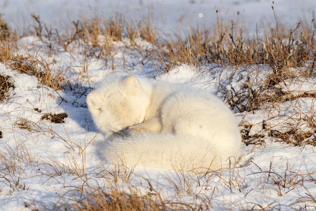 Polarfuchs (Vulpes Lagopus) in der wilden Tundra. Polarfuchs liegt. Schlafen in der Tundra.