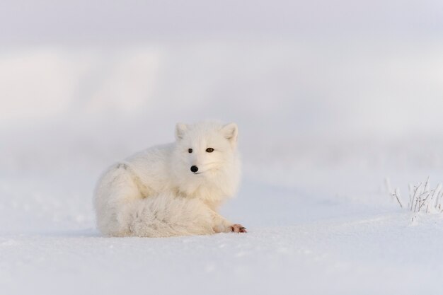 Polarfuchs (Vulpes Lagopus) in der wilden Tundra. Polarfuchs liegt. Schlafen in der Tundra.