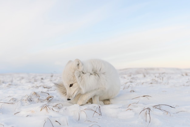 Polarfuchs (Vulpes Lagopus) in der wilden Tundra. Polarfuchs lügt.