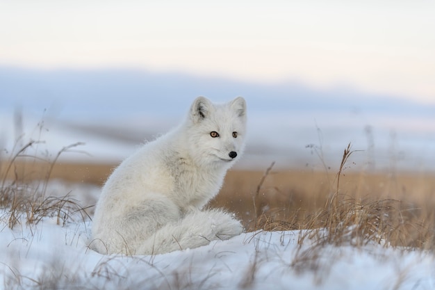 Polarfuchs (Vulpes Lagopus) in der wilden Tundra. Polarfuchs sitzend.