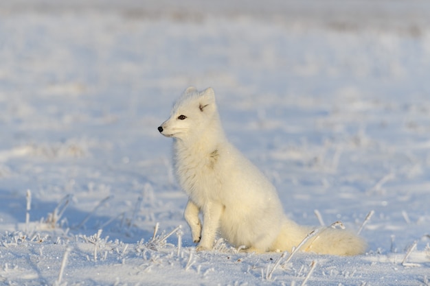 Polarfuchs (vulpes lagopus) in der wilden tundra. polarfuchs sitzt.