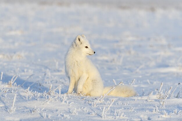 Polarfuchs (Vulpes Lagopus) in der wilden Tundra. Polarfuchs sitzt.