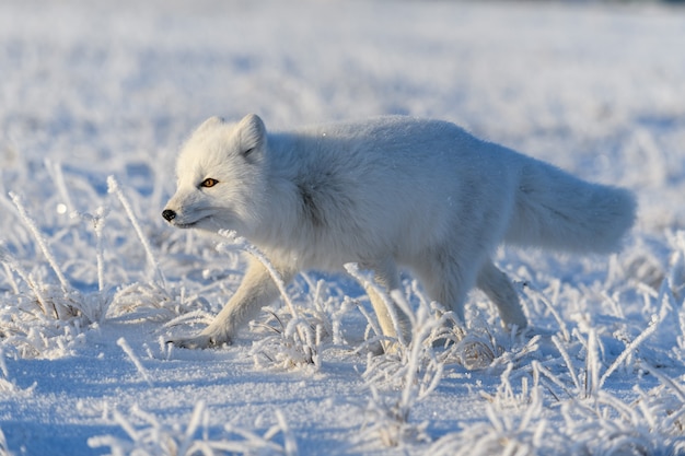 Polarfuchs (Vulpes Lagopus) in der wilden Tundra. Polarfuchs stehend.