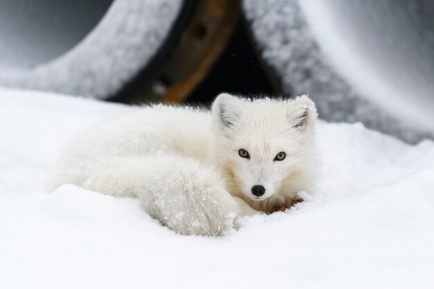 Polarfuchs (Vulpes Lagopus) in der wilden Tundra