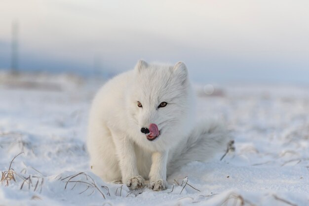 Polarfuchs (Vulpes Lagopus) in der Winterzeit in der sibirischen Tundra mit industriellem Hintergrund.