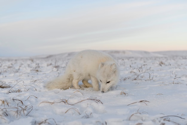 Polarfuchs (Vulpes Lagopus) in der Winterzeit in der sibirischen Tundra mit industriellem Hintergrund.