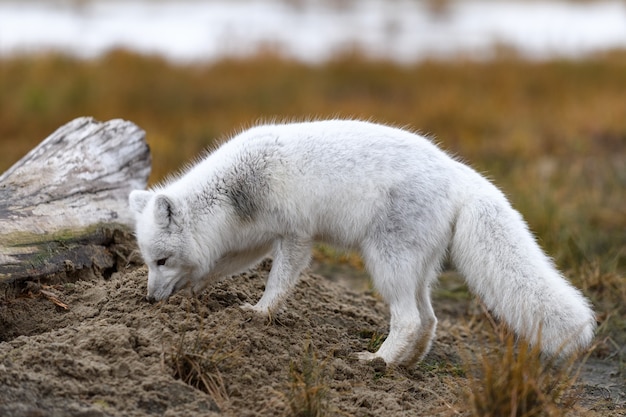 Polarfuchs (Vulpes Lagopus) in wilder Tundra. Polarfuchs am Strand.