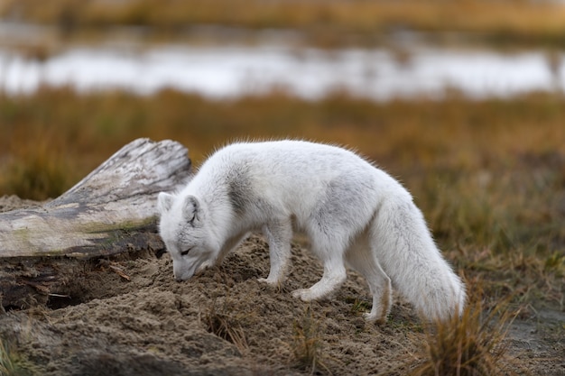 Polarfuchs (Vulpes Lagopus) in wilder Tundra. Polarfuchs am Strand.