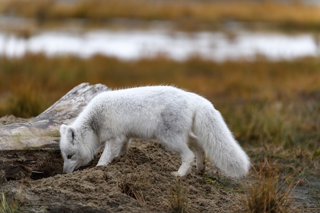 Foto polarfuchs (vulpes lagopus) in wilder tundra. polarfuchs am strand.