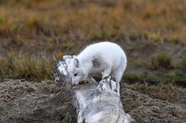 Polarfuchs (Vulpes Lagopus) in wilder Tundra. Polarfuchs am Strand.