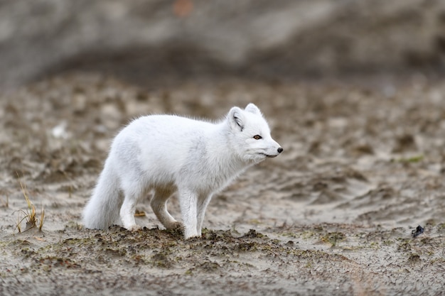 Polarfuchs (Vulpes Lagopus) in wilder Tundra. Polarfuchs am Strand.