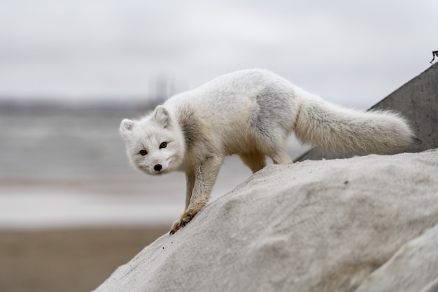 Polarfuchs (Vulpes Lagopus) in wilder Tundra. Polarfuchs am Strand.