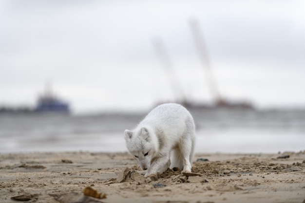 Polarfuchs (Vulpes Lagopus) in wilder Tundra. Polarfuchs am Strand.