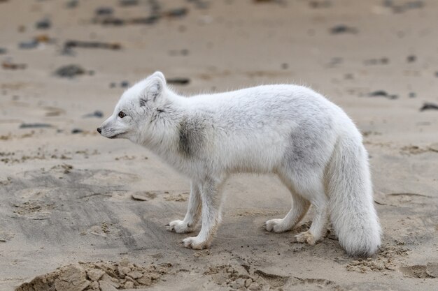 Polarfuchs (Vulpes Lagopus) in wilder Tundra. Polarfuchs am Strand.