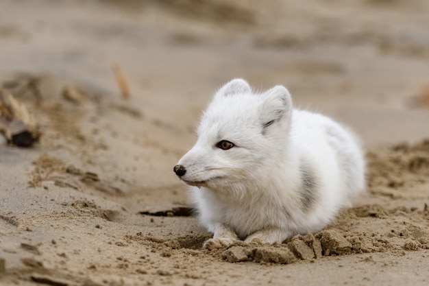 Polarfuchs (Vulpes Lagopus) in wilder Tundra. Polarfuchs liegend.