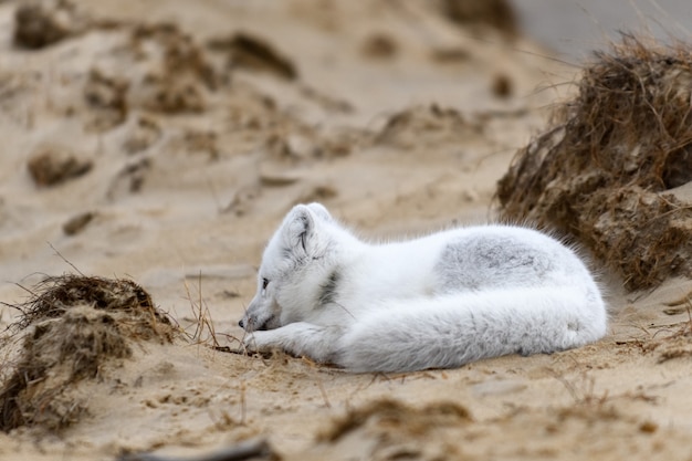 Polarfuchs (Vulpes Lagopus) in wilder Tundra. Polarfuchs liegend.