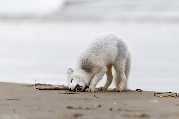 Polarfuchs (Vulpes Lagopus) in wilder Tundra. Polarfuchs spielt mit Holz.
